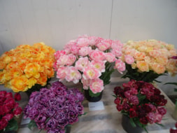 Tulipshow (1)